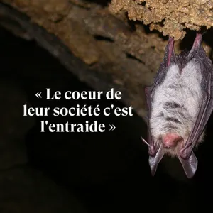 "Le coeur de leur société c'est l'entraide" - Extrait de l'entretien avec Laurent Tillon