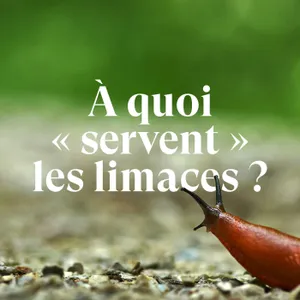 Ça sert à quoi les limaces ?