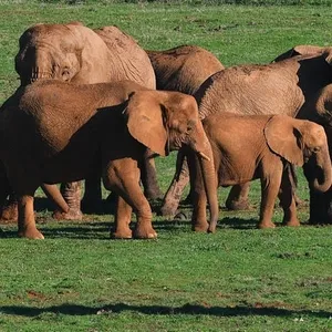 La Brújula de la Ciencia: ¿Qué son los animales?