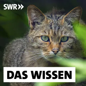 Die Wildkatze ist zurück – Wie Artenschutz gelingt