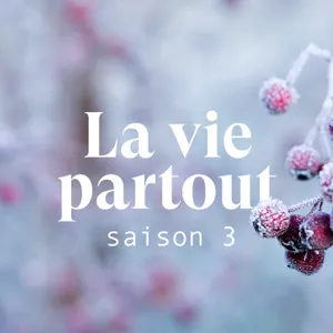 Le vivant en hiver - La saison 3 du podcast La vie partout