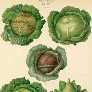 516 – Incredible ivy, vegetable folklore and autumn planting essentials