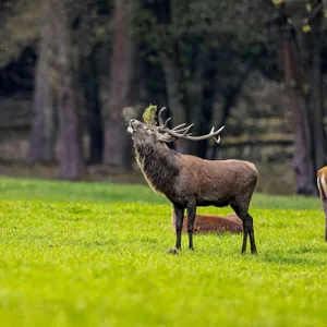 Deer rutting season poses risks to motorists