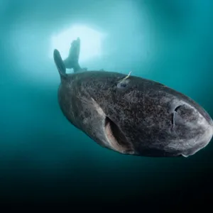 To cull or not to cull the world's slowest shark?