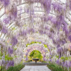 Wet winter gardening, woodland walks and pruning wisteria