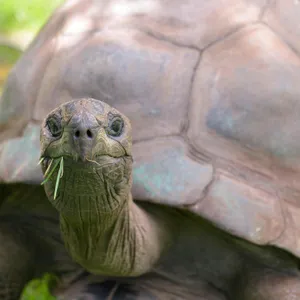 Could a 194 year old tortoise hold the key to human aging?