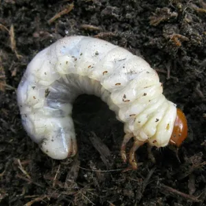 500: Insect week: Beetling about, solitary bees, and summer strawbs