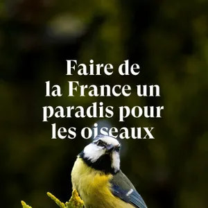 Faire de la France un paradis pour les oiseaux