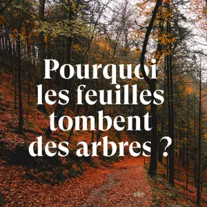 Pourquoi les feuilles tombent des arbres ?