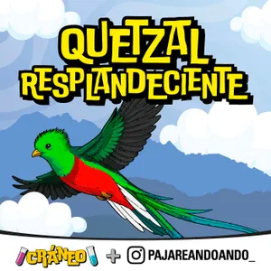Quetzal: el ave sagrada de los bosques de Centroamérica 🦜