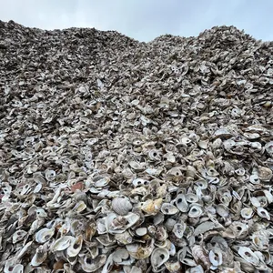 How do oysters make their shells?