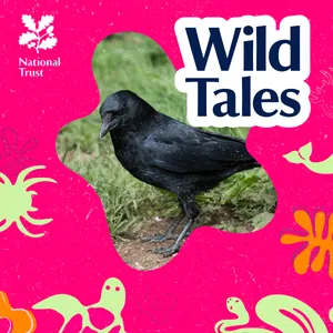 Clever Corvids