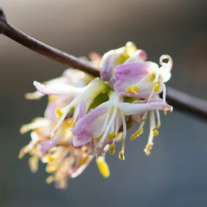 Wildlife-friendly gardening: winter edition
