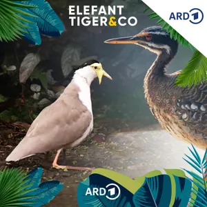 Tierische Neuigkeiten aus der Voliere - die Sonnenralle und der Maskenkiebitz