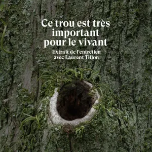 Les trous dans les arbres sont indispensables pour le vivant - Extrait de l'entretien avec Laurent Tillon