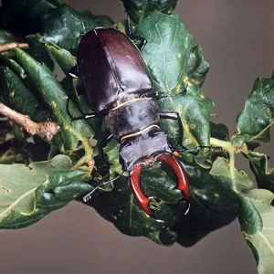 505: Summer SOS: holiday-proof your garden, midsummer planting guide, a giant bug hunt