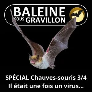SPÉCIAL Chauves-souris 3/4 : Il était une fois un virus chinois