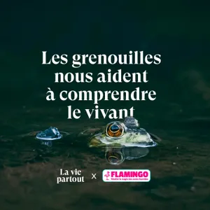 Comprendre le vivant grâce aux grenouilles - Entretien avec Julien Perrot en collaboration avec Flamingo.eco