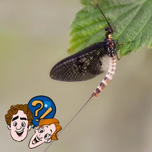 Lebt eine Eintagsfliege auch mal drei Tage?