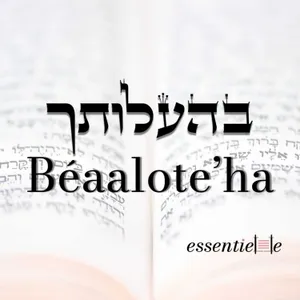 5786 - Béaaloteha - Une brebis parmi 70 loups