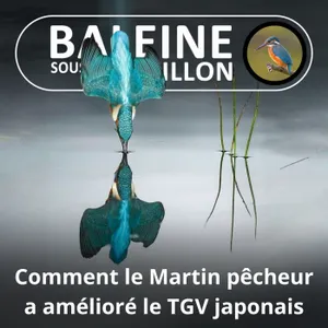 Retour aux sources de BSG : Le train-train du Martin pêcheur... au Japon