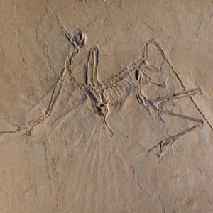 The dinosaurs who survived the asteroid
