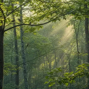 🐦 CORO DE AVES sereno y VIENTO suave en el BOSQUE — 2 H de amanecer natural para una noche tranquila