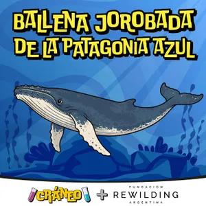 Ballenas jorobadas: La historia escrita en la cola