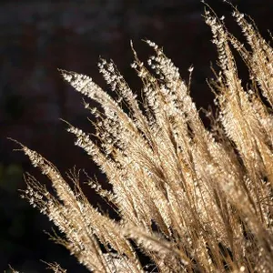 Rethinking rose pruning, self-sufficiency, and ornamental grasses
