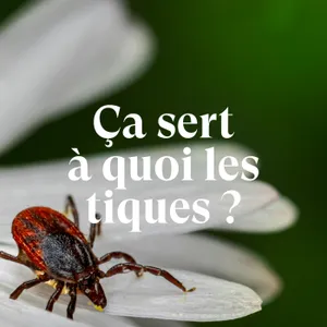 Ça sert à quoi les tiques ?