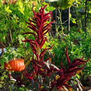 Alternatives to wildflower meadows, supercharge your garden with leftovers, cultivating unusual crops