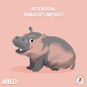 Attention, voilà les Hippos !