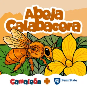 (Reposición) Abeja Calabacera: solitaria excavadora