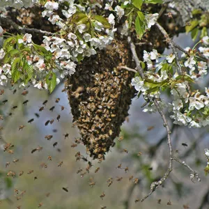 Kakadu - eure Fragen: - Wo wohnen Wildbienen?