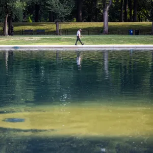 Reflecting pool algae: the science Trump needs to know