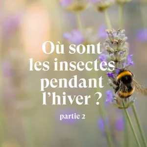 Où sont les insectes pendant l'hiver ? [Partie 2]