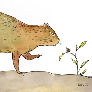 The Underestimated Beetle
