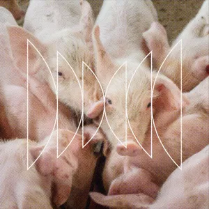 What is a Pig Worth?
