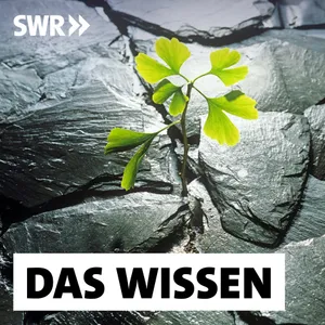 Neue Bäume fürs Stadtklima – Wie Kommunen auf den Engpass reagieren