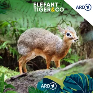 Kirk-Dikdik - klein aber oho