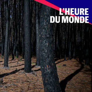 Les forêts françaises, grandes sinistrées de la crise climatique
