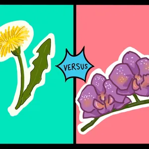 Dandelions vs Orchids