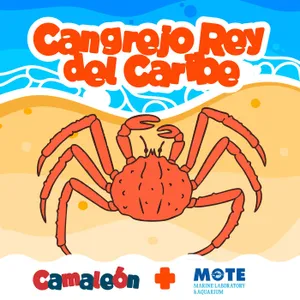 Cangrejo Rey del Caribe (podcast Camaleón)
