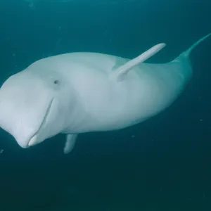 Could humans ever communicate with whales?