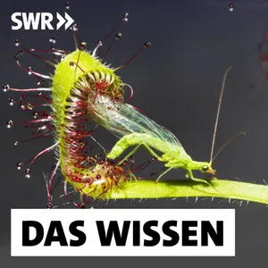 Fleischfressende Pflanzen – Wie sie jagen, schnappen und verdauen