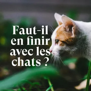 Faut-il en finir avec les chats pour sauver les oiseaux ?