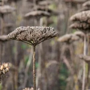 508: Seed collecting, apple pruning, and wildflowers