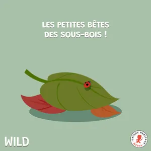 Les petites bêtes des sous-bois (2/2)