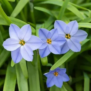 511: Saving drought-hit plants, the wildlife wonder of apples, more bulb inspiration