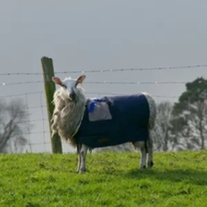 Sheep welfare in Traitors